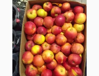 Зображення для оголошення Продам яблука