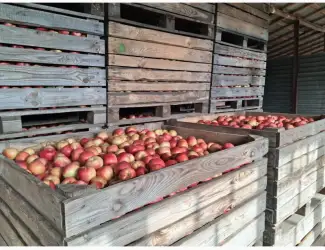 Зображення для оголошення Продам яблука
