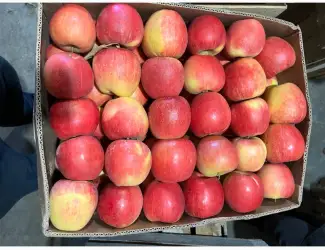 Зображення для оголошення Продам Яблука з холодильника: Чемпіон