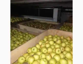 Зображення для оголошення Продам яблука