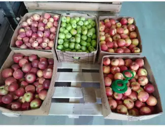 Зображення для оголошення Продам яблуко власного виробництва