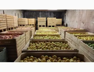 Зображення для оголошення Продам яблука опт