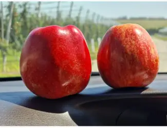 Зображення для оголошення Продам яблука Гала Шніко