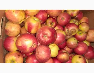 Зображення для оголошення Продам яблуко