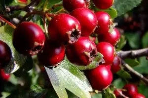 Зображення для оголошення Продам плоды боярышника