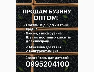 Зображення для оголошення Продам бузину оптом любий обьєм