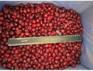 Зображення для оголошення Продам вишню заморожену