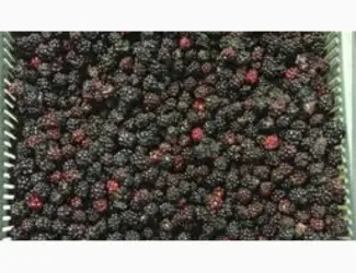 Зображення для оголошення Продам Ожину морожену