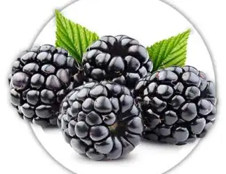 Зображення для оголошення Продам. Ожину лісову