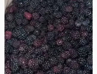 Зображення для оголошення Продам ожину морожену культивовану
