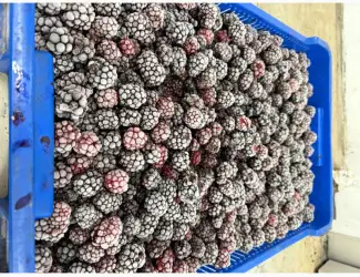 Зображення для оголошення Продам заморожену Ожину