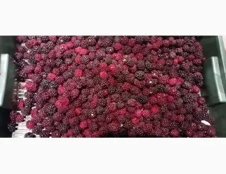 Зображення для оголошення Продам заморожену культивовану ожину 2-3 сорт