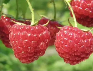Зображення для оголошення Куплю малину 95/5