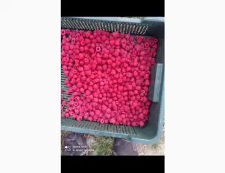 Зображення для оголошення Куплю малину заморожену