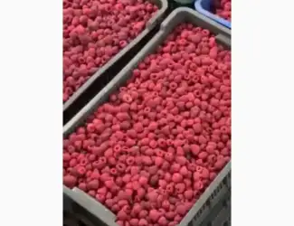 Зображення для оголошення Продам заморожену малину оригінал