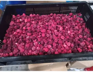 Зображення для оголошення Продам малину заморожену оптом від 10 тонн. 65/35