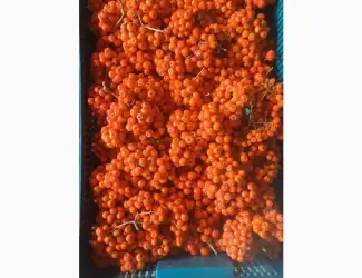 Зображення для оголошення Куплю горобину