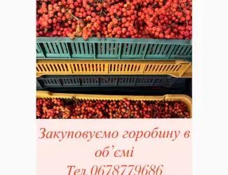 Зображення для оголошення Куплю горобину червону (рябіна/рябина)