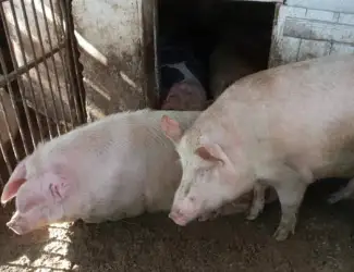 Зображення для оголошення Продаж свиней,в и.Хуст, живой вес