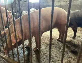 Зображення для оголошення Свинина живым весом , порода Пьетрен, Дюрок