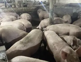 Зображення для оголошення Продам свиней !! жива вага