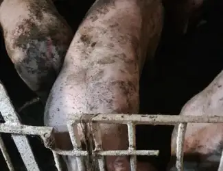 Зображення для оголошення Продам свиней живым весом,Свині живою вагою