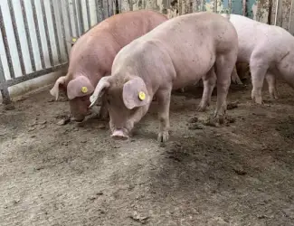 Зображення для оголошення Продам кнуров,кабанчик, свиньи живым весом