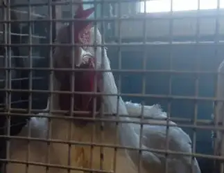 Зображення для оголошення Продам бройлера живым весом. Бройлер живой вес.