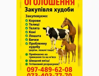 Зображення для оголошення Закупівля великої рогатої худоби