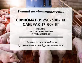 Зображення для оголошення Свині на продаж