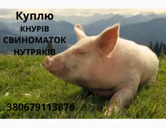 Зображення для оголошення Куплю кнурів