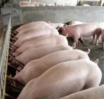 Зображення для оголошення Харківський м'ясокомбінат приймає на закупівлю свиней ВРХ та баранів