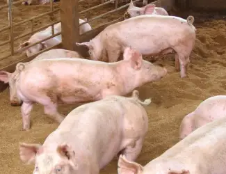 Зображення для оголошення М'ясокомбінат Харкова постійно купує свиней ВРХ та баранів
