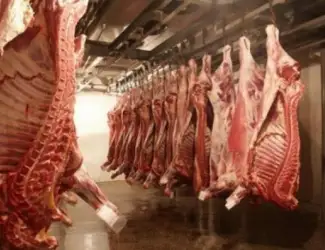 Зображення для оголошення Закуповуємо свиней на м`ясо живою вагою