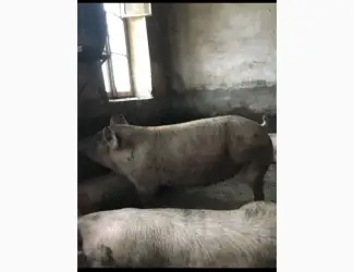 Зображення для оголошення Куплю свиней 150