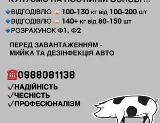 Зображення для оголошення Терміново закупівля свиней