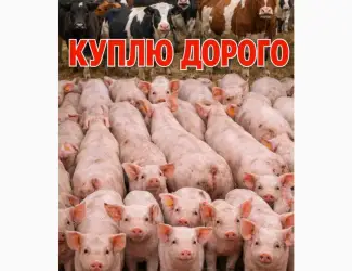 Зображення для оголошення За купляємо Корів телят свині поросят