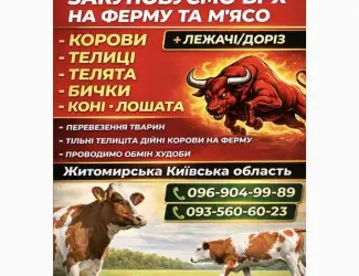 Зображення для оголошення Закупiвля худоби на м'ясо та на тримання Житомирська область Київська область