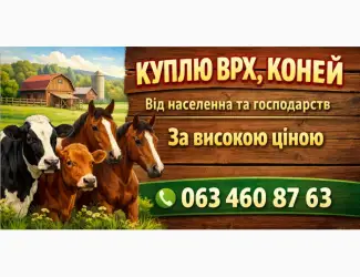 Зображення для оголошення Куплю Бики