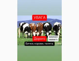 Зображення для оголошення Купуємо ВРХ БИКИ