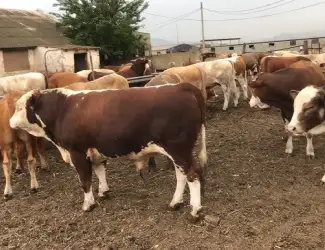 Зображення для оголошення За купляємо бики корови телята