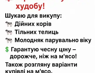 Зображення для оголошення Закупівля ВРХ дорого