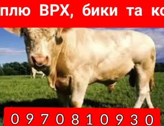 Зображення для оголошення Куплю ВРХ