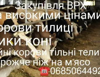 Зображення для оголошення Прийом скота на м'ясо та ферму