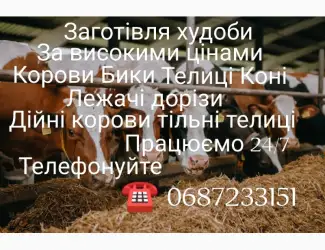 Зображення для оголошення Купівля худоби дорого