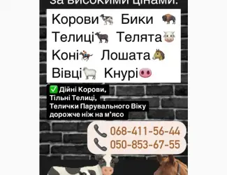Зображення для оголошення Куплю ВРХ дорого