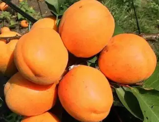 Зображення для оголошення Продаються саджанці абрикоса Харгранд