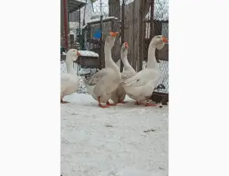 Зображення для оголошення Яйця гусей холмогор