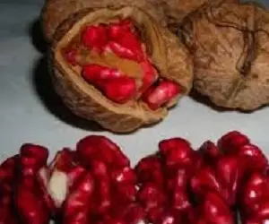 Зображення для оголошення Сажанці та черенки горіха сорту Роберт Лівермор(червоний)