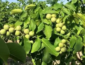 Зображення для оголошення Саджанці грецького горіха Іван Багряний - 2 річний (привитий)